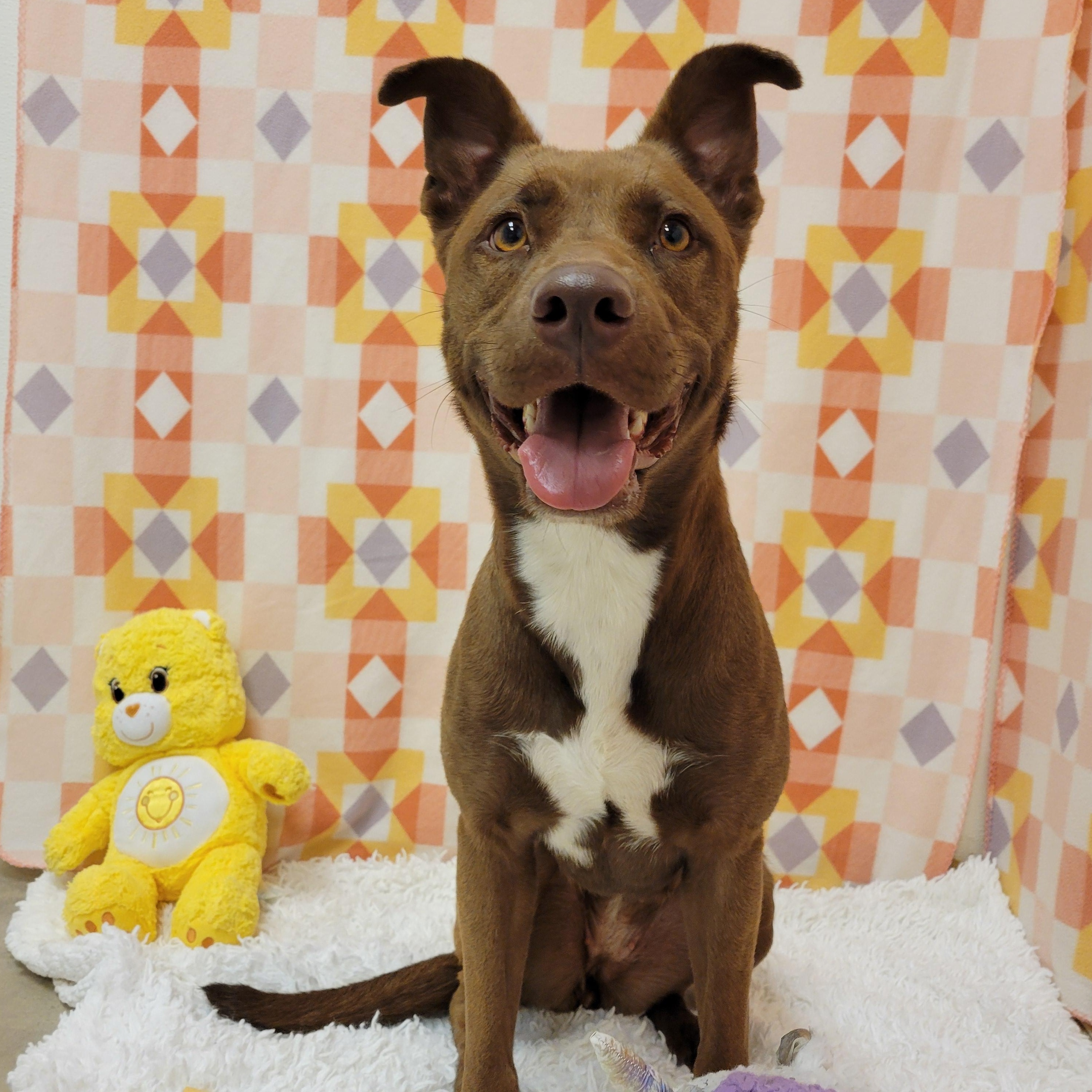 Lady, ADOPTABLE, Adult Female Pit Bull Terrier.