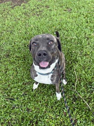 Dakota, Adoptable, Adult Female Pit Bull Terrier & Mixed Breed.