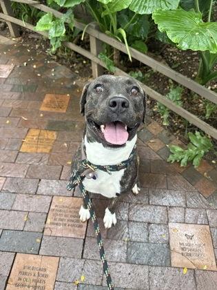 Enlarge Dakota, a Adoptable mixed breed in Honolulu, HI image 2/3