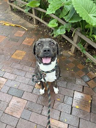Enlarge Dakota, a Adoptable mixed breed in Honolulu, HI image 3/3