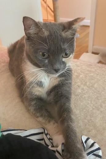 Miss Molly, Young Female unknown