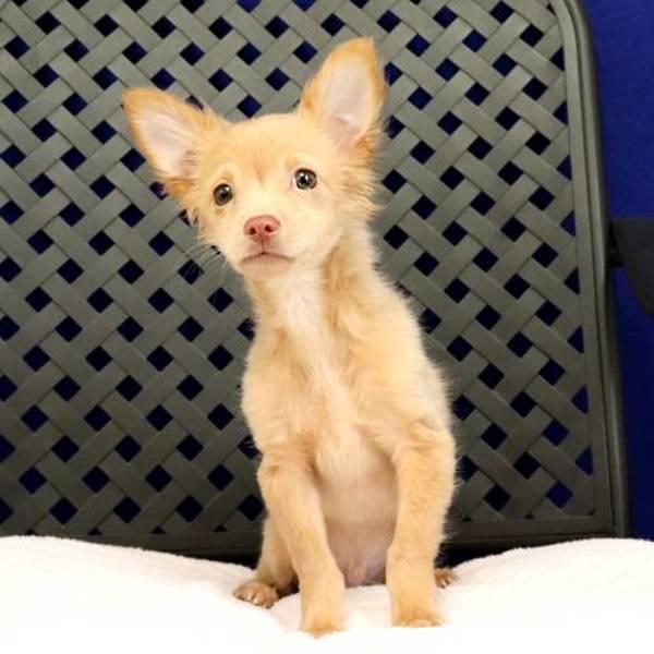 Yogi, Adoptable, Puppy Male Chihuahua.