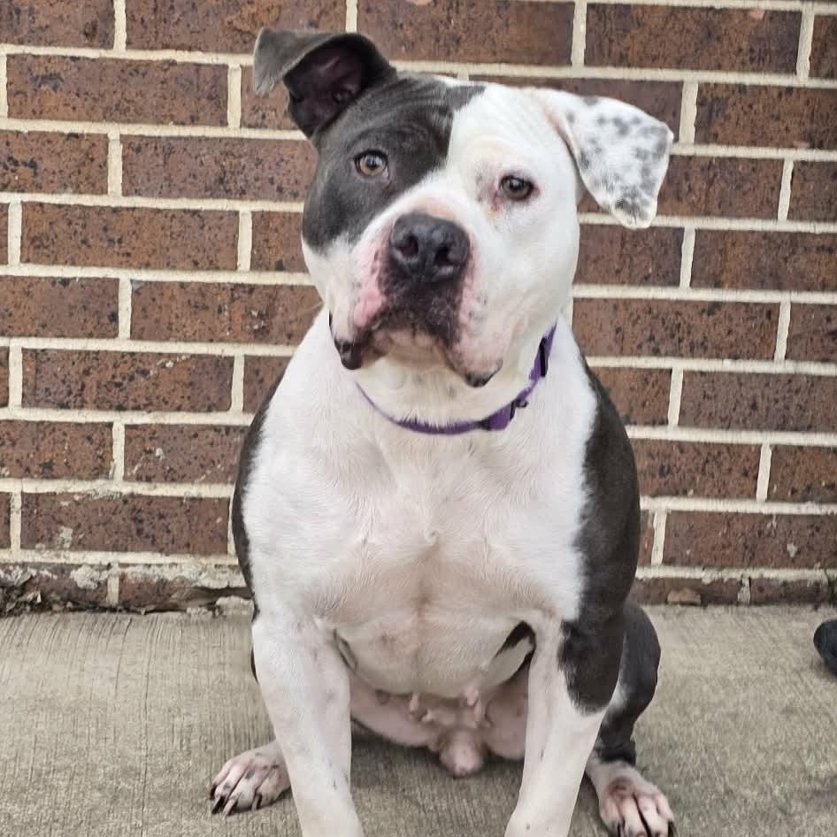 Enlarge Clara, a ADOPTABLE mixed breed in Waterloo, IA image 3/5