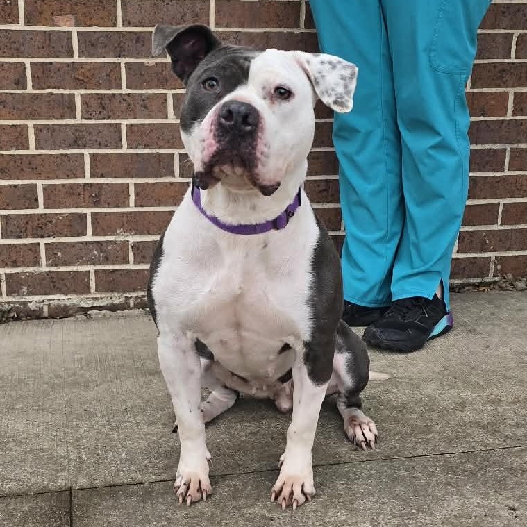 Enlarge Clara, a ADOPTABLE mixed breed in Waterloo, IA image 4/5