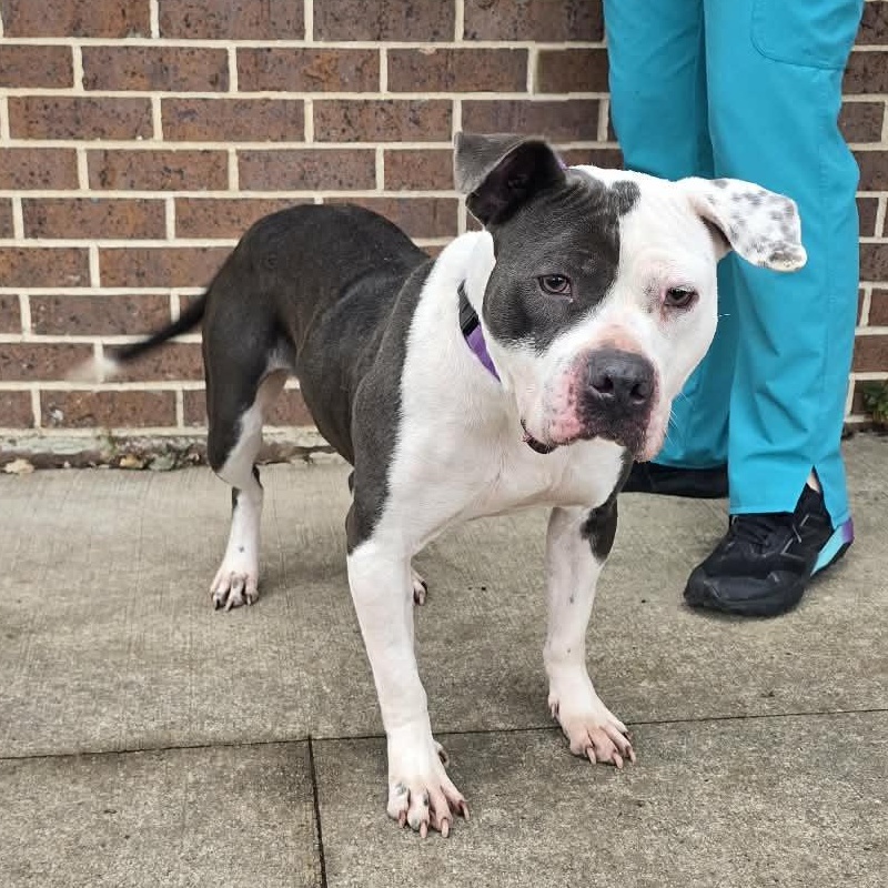 Enlarge Clara, a ADOPTABLE mixed breed in Waterloo, IA image 5/5