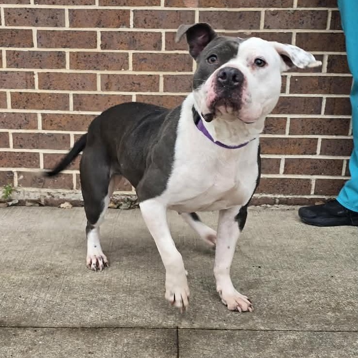 Clara, ADOPTABLE, Adult Female American Bully.