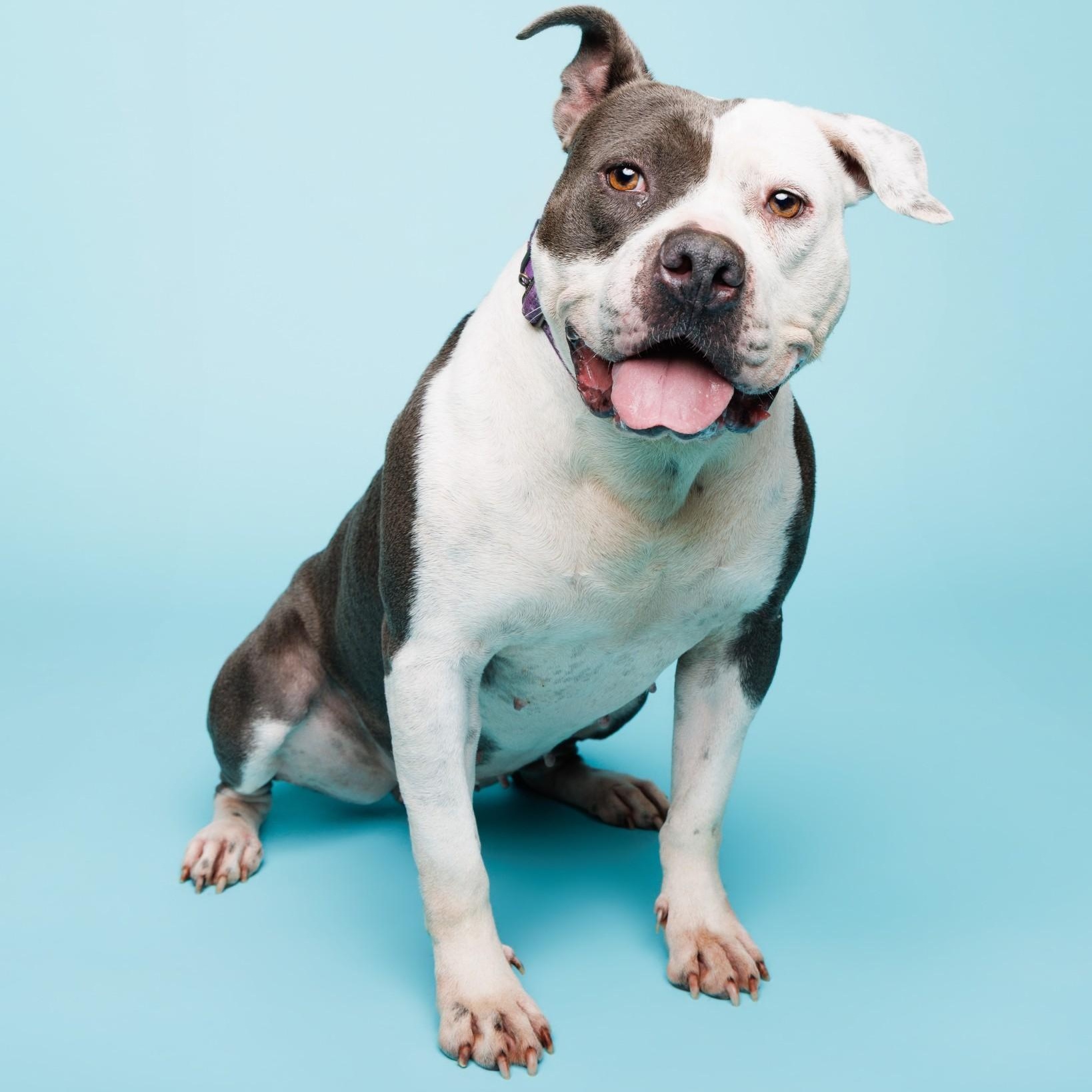 Clara, ADOPTABLE, Adult Female American Bully.
