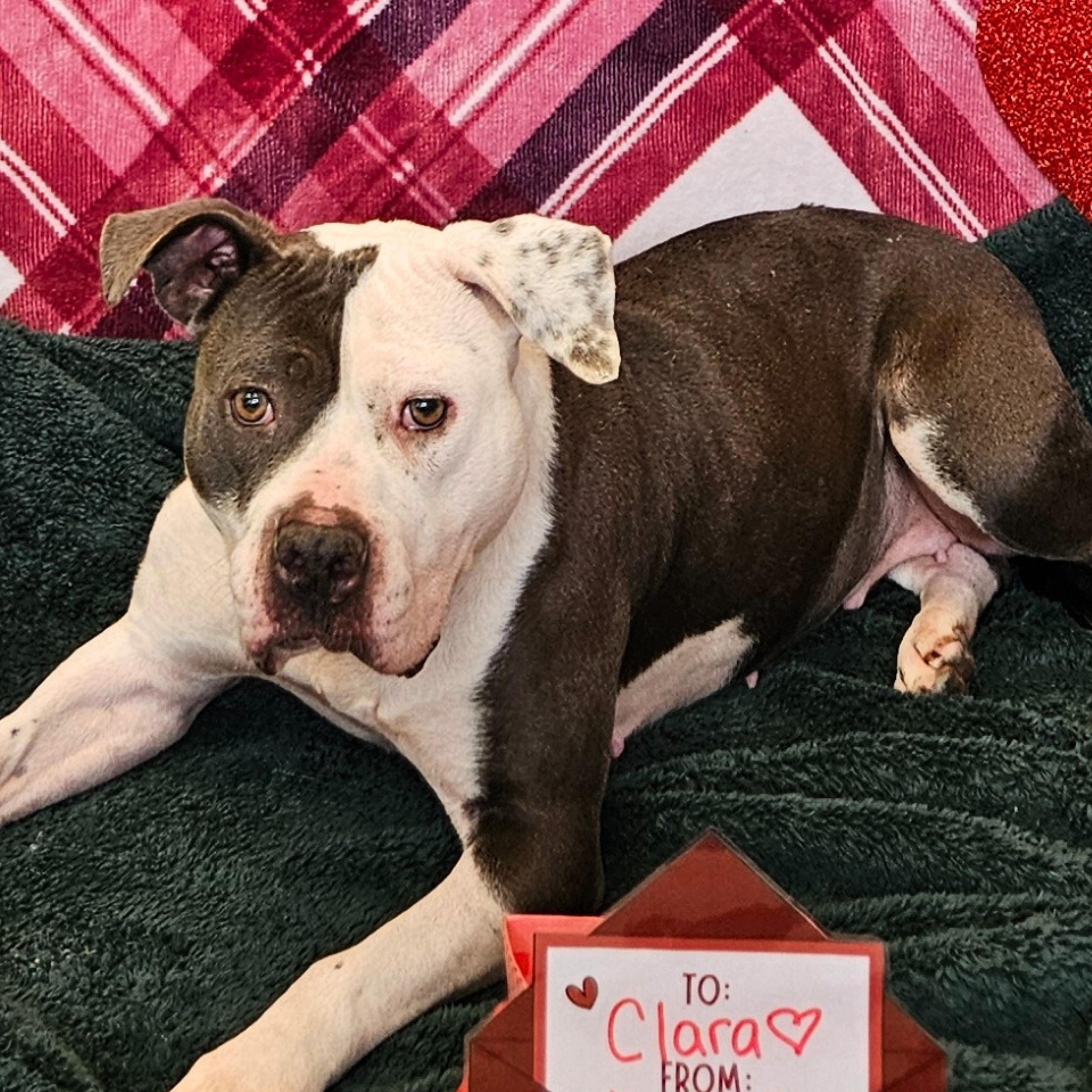 Enlarge Clara, a ADOPTABLE mixed breed in Waterloo, IA image 2/5