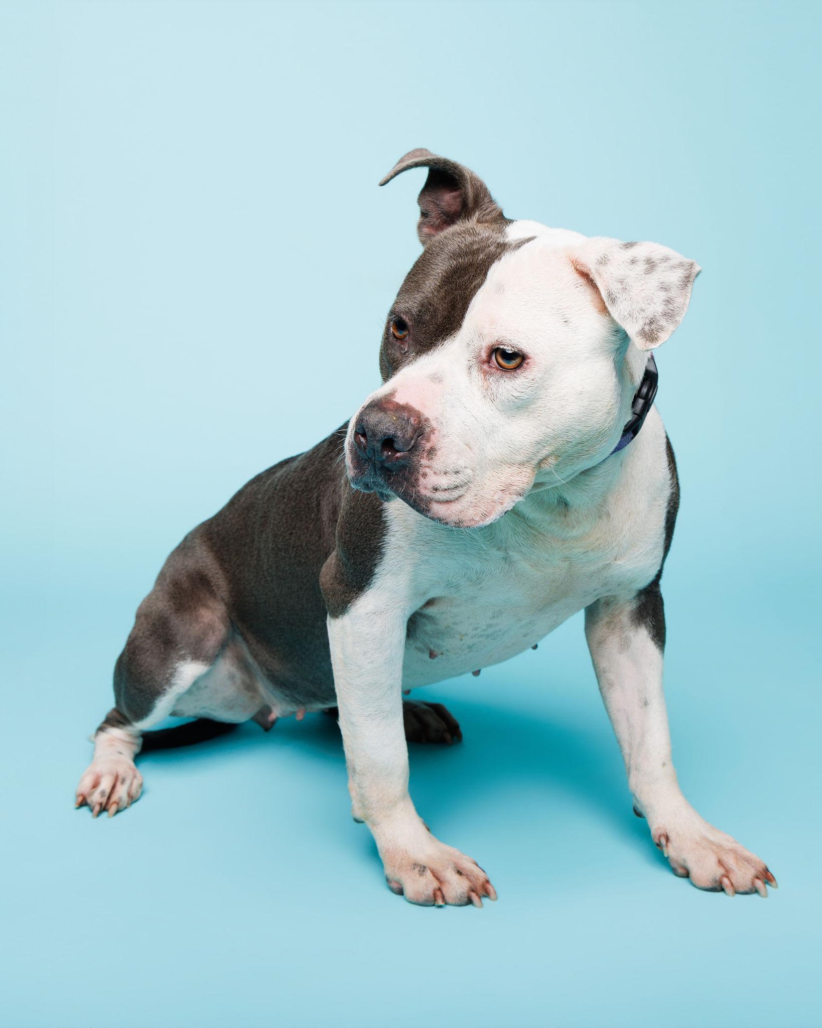 Enlarge Clara, a ADOPTABLE mixed breed in Waterloo, IA image 6/6
