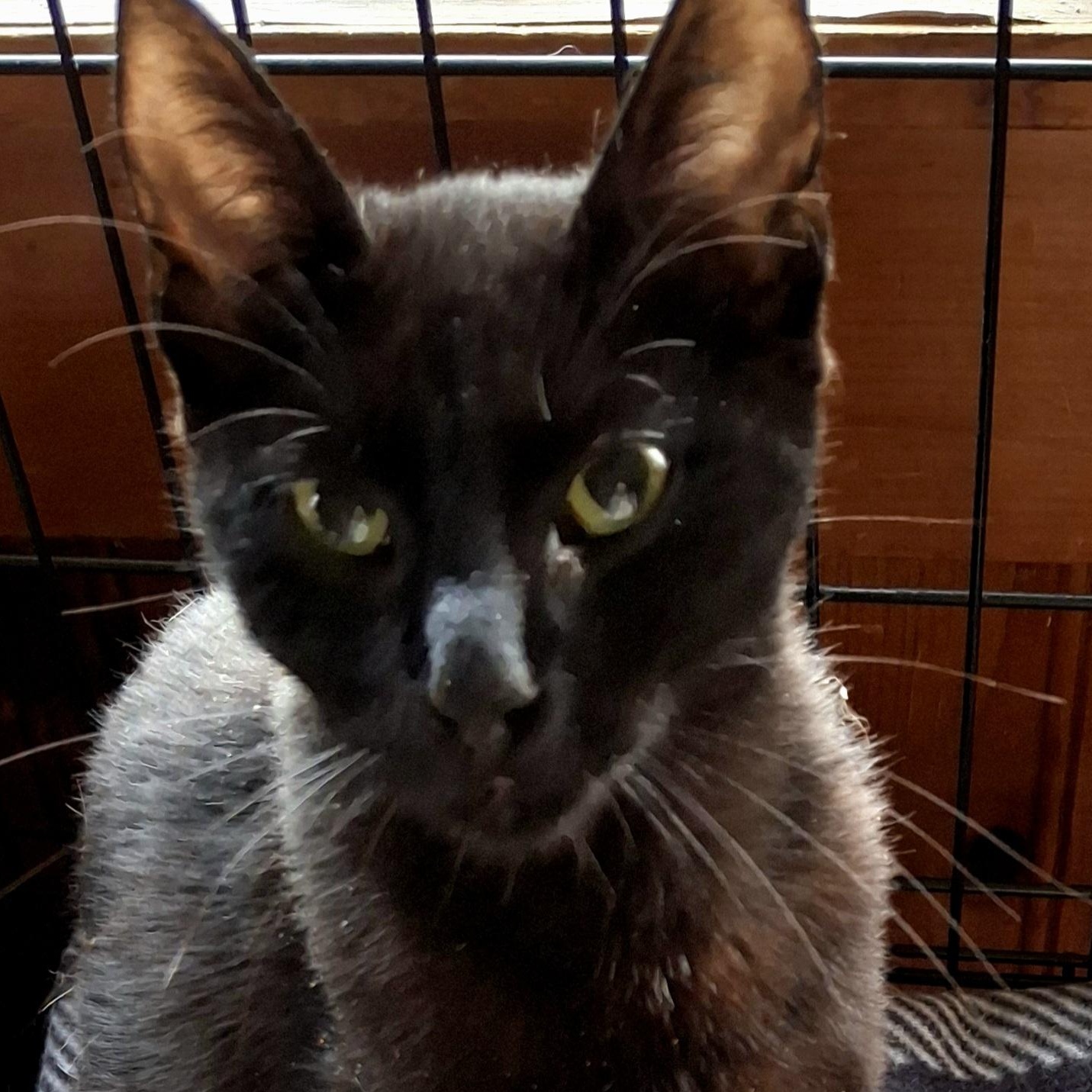 Enlarge Maya Lin, a Adoptable Domestic Short Hair in Fair Haven, VT image 4/4