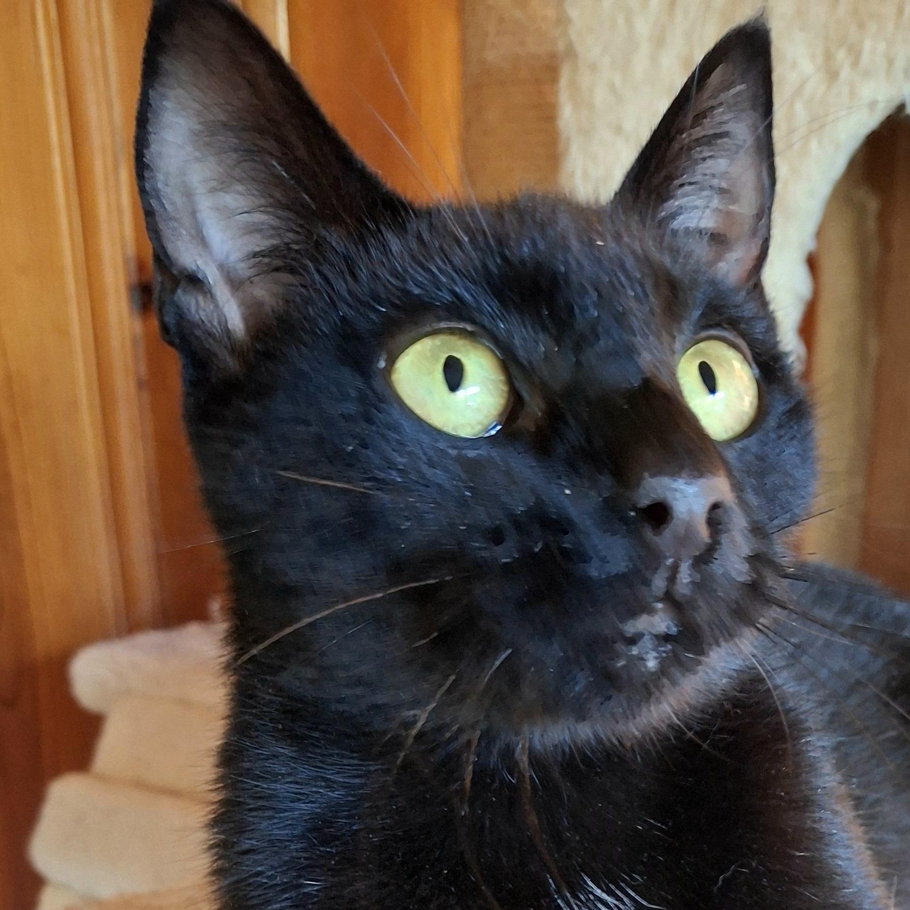Enlarge Maya Lin, a Adoptable Domestic Short Hair in Fair Haven, VT image 3/4