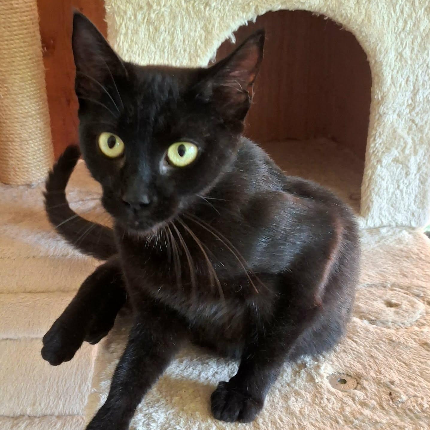 Enlarge Maya Lin, a Adoptable Domestic Short Hair in Fair Haven, VT image 2/4