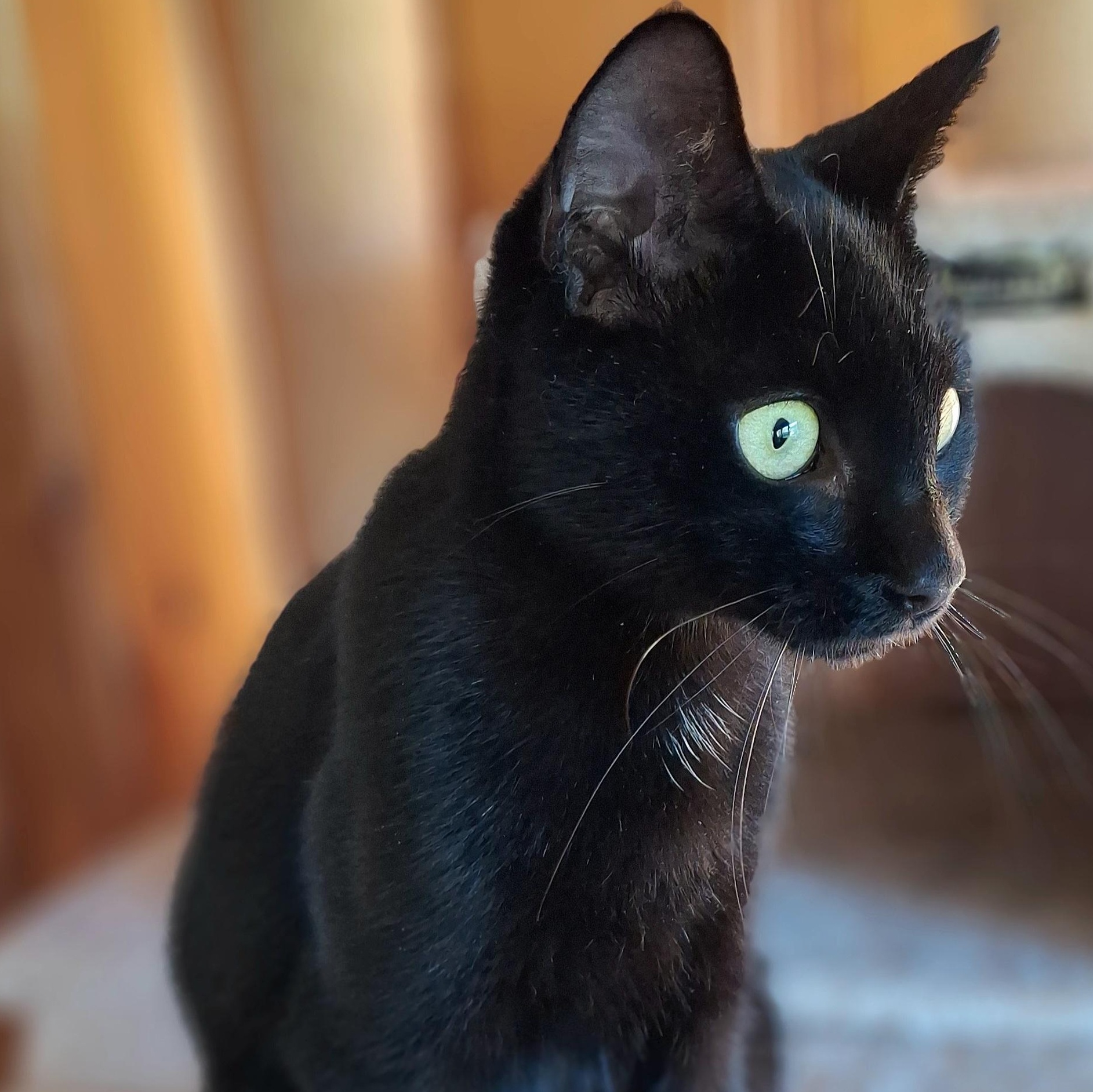 Enlarge Maya Lin, a Adoptable Domestic Short Hair in Fair Haven, VT image 1/4