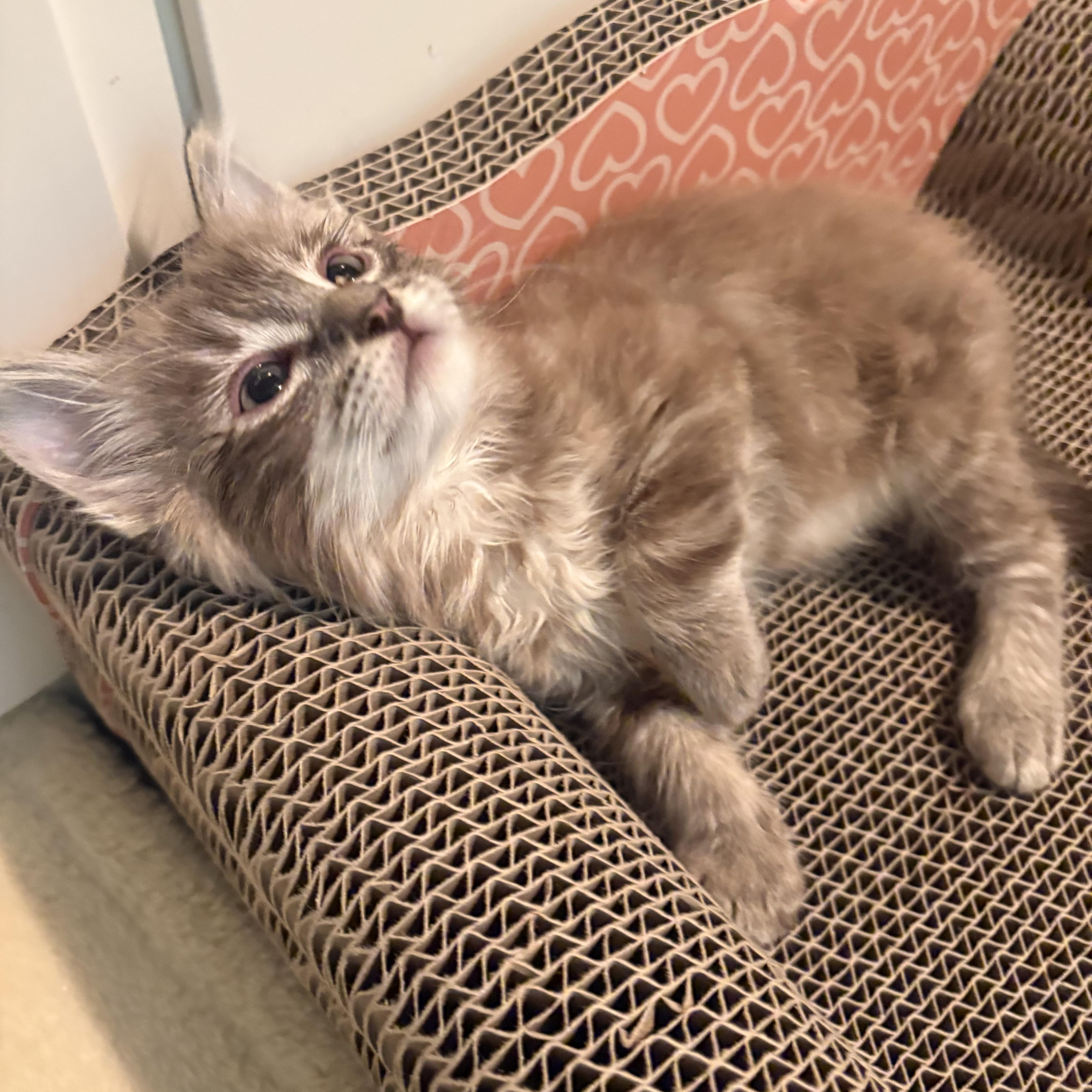 Blue, a ADOPTABLE Domestic Medium Hair in Woodinville, WA image 2/5