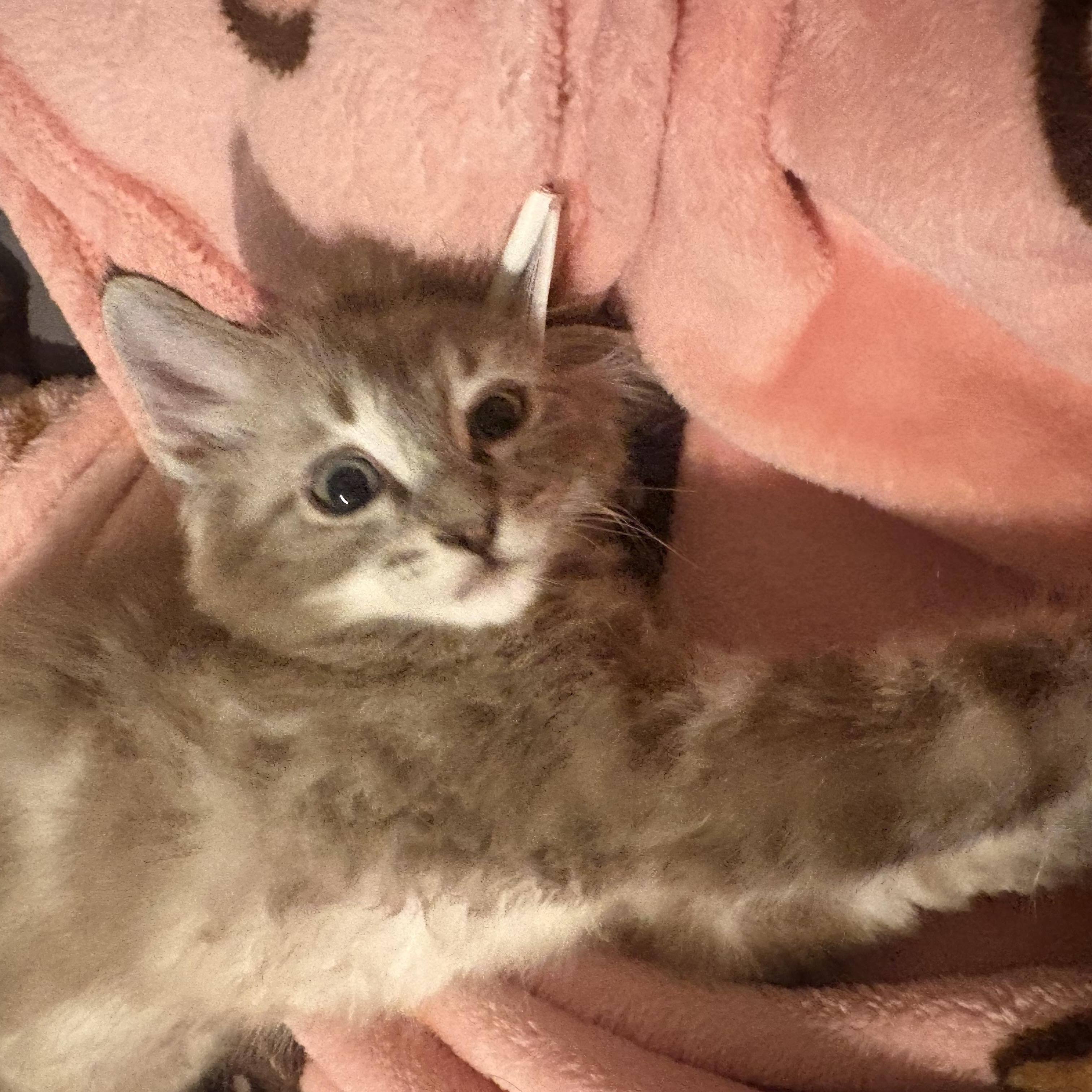 Blue, a ADOPTABLE Domestic Medium Hair in Woodinville, WA image 5/5
