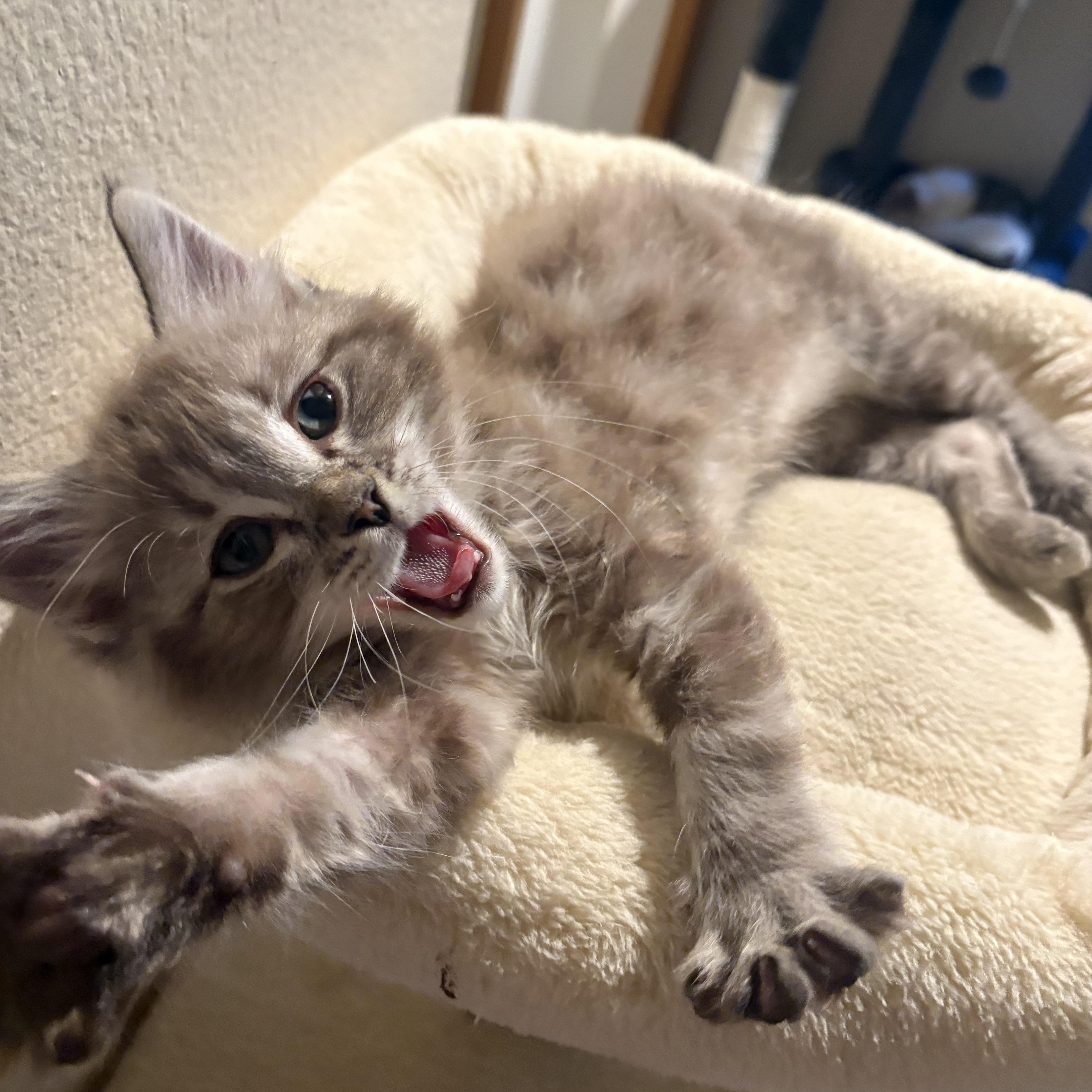 Blue, a ADOPTABLE Domestic Medium Hair in Woodinville, WA image 4/5
