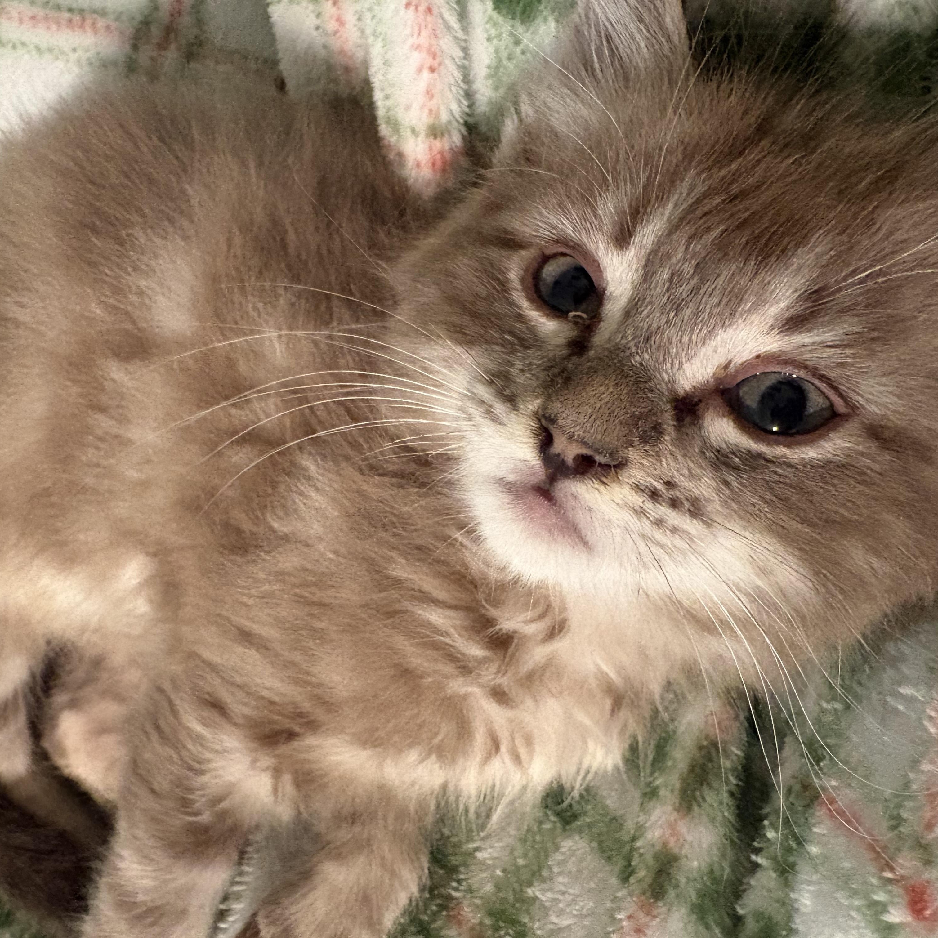 Blue, a ADOPTABLE Domestic Medium Hair in Woodinville, WA image 3/5
