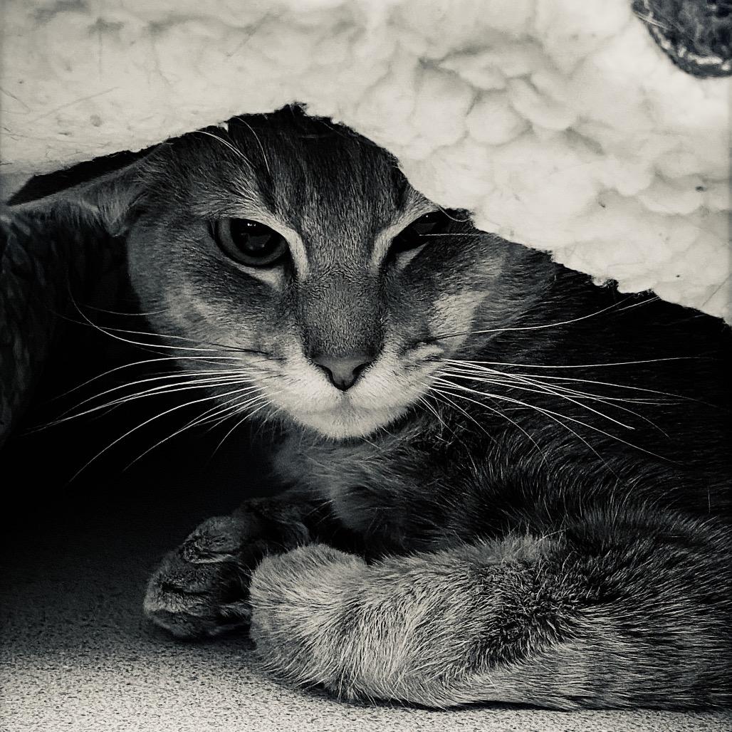Sammy, a Adoptable Domestic Short Hair in Huntsville, AL image 1/4