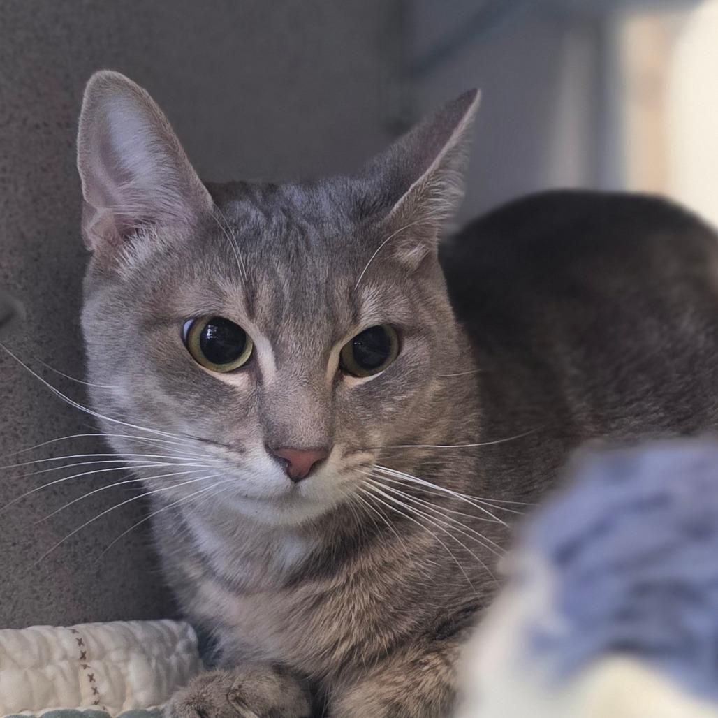 Sammy, a Adoptable Domestic Short Hair in Huntsville, AL image 2/4