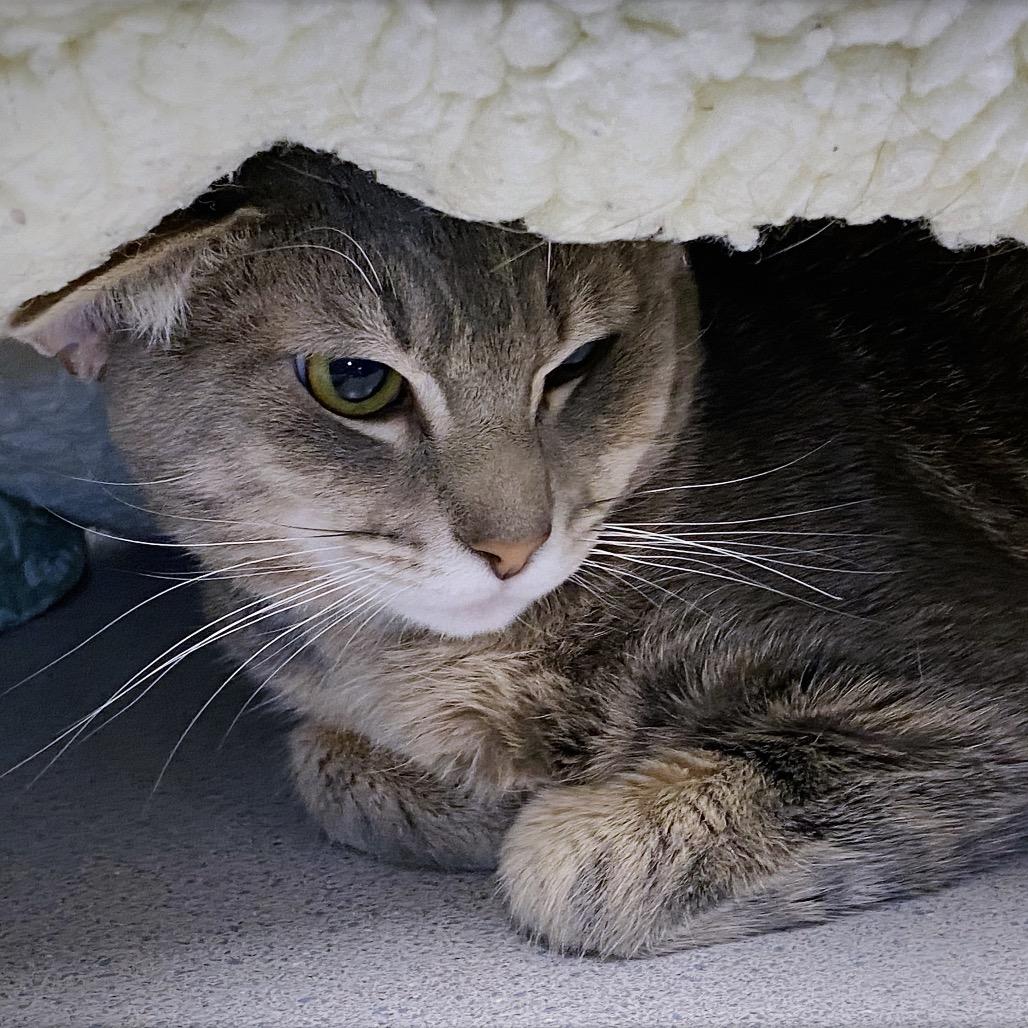 Sammy, a Adoptable Domestic Short Hair in Huntsville, AL image 3/4