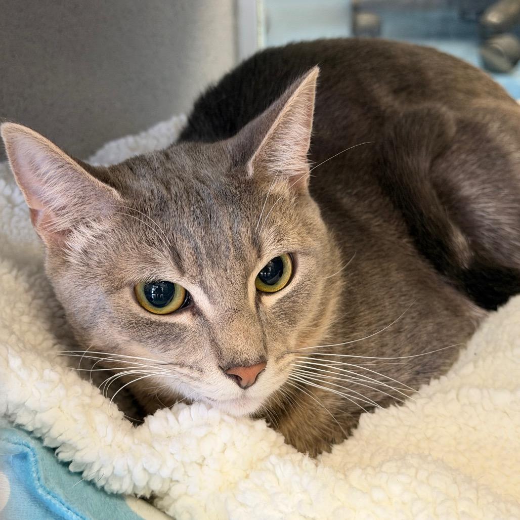 Sammy, a Adoptable Domestic Short Hair in Huntsville, AL image 4/4