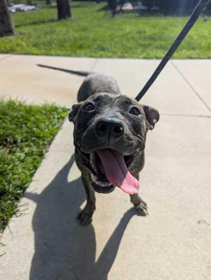 Dottie - 2, a Adoptable mixed breed in Daytona Beach, FL image 1/3