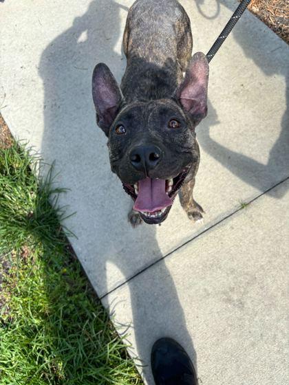 Dottie - 2, a Adoptable mixed breed in Daytona Beach, FL image 2/3