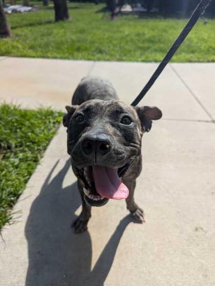 Dottie - 2, a Adoptable mixed breed in Daytona Beach, FL image 3/3