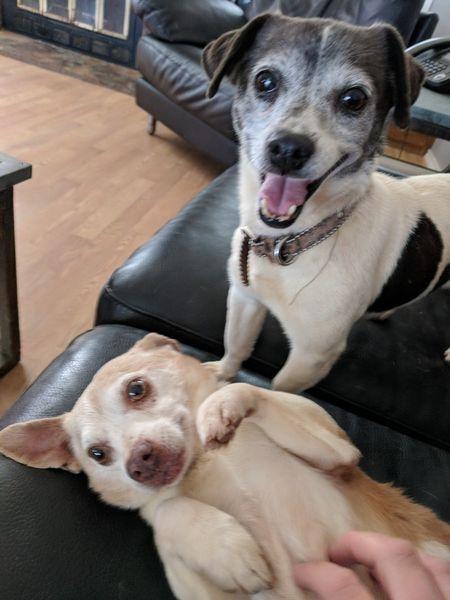 Jack and Lexi, Adoptable, Senior Female Chihuahua.