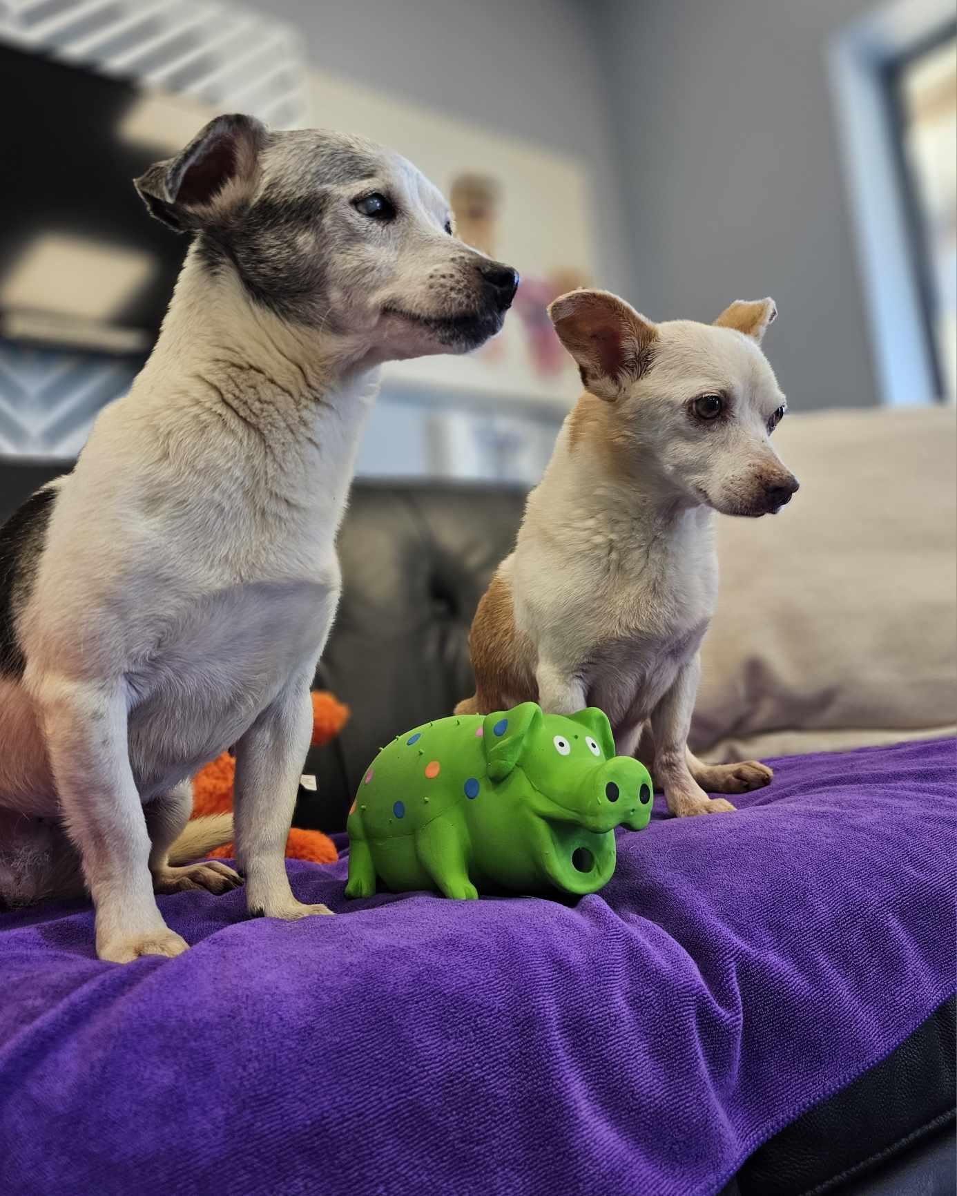 Jack and Lexi — thumbnail 2