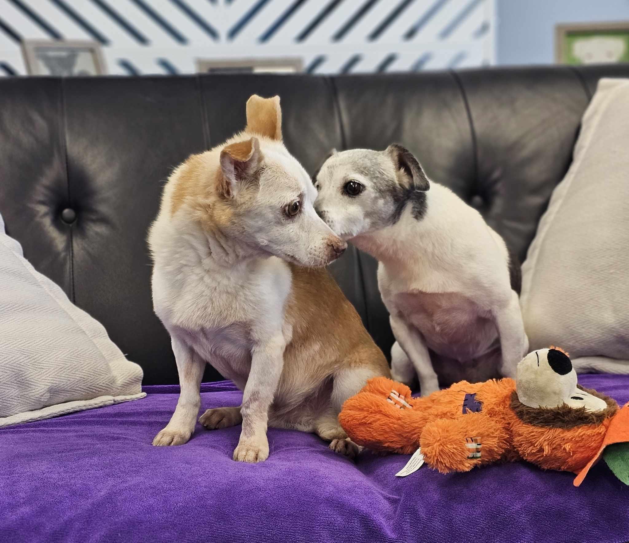 Enlarge Jack and Lexi, a Adoptable mixed breed in San Angelo , TX image 3/6