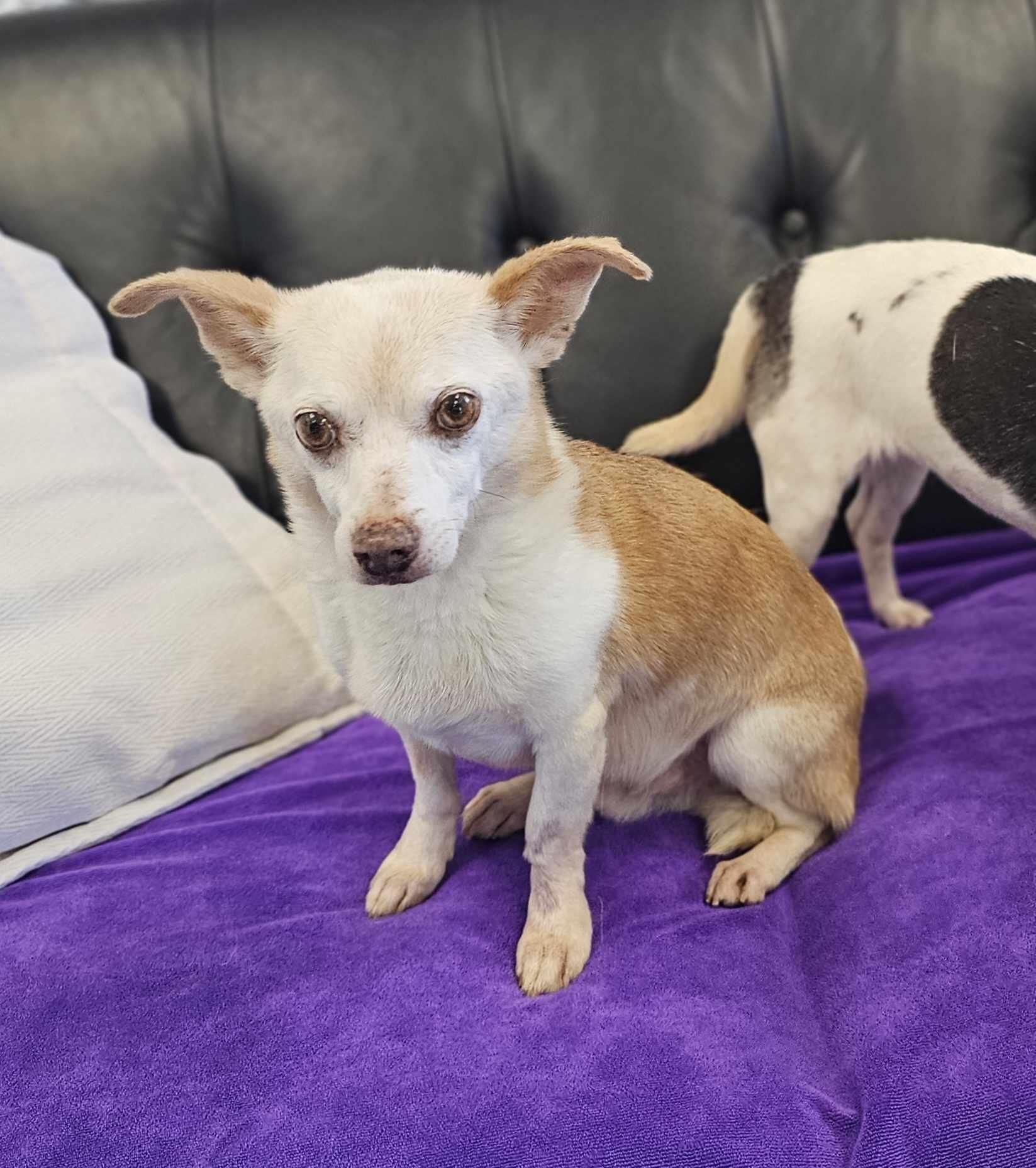 Jack and Lexi — thumbnail 4