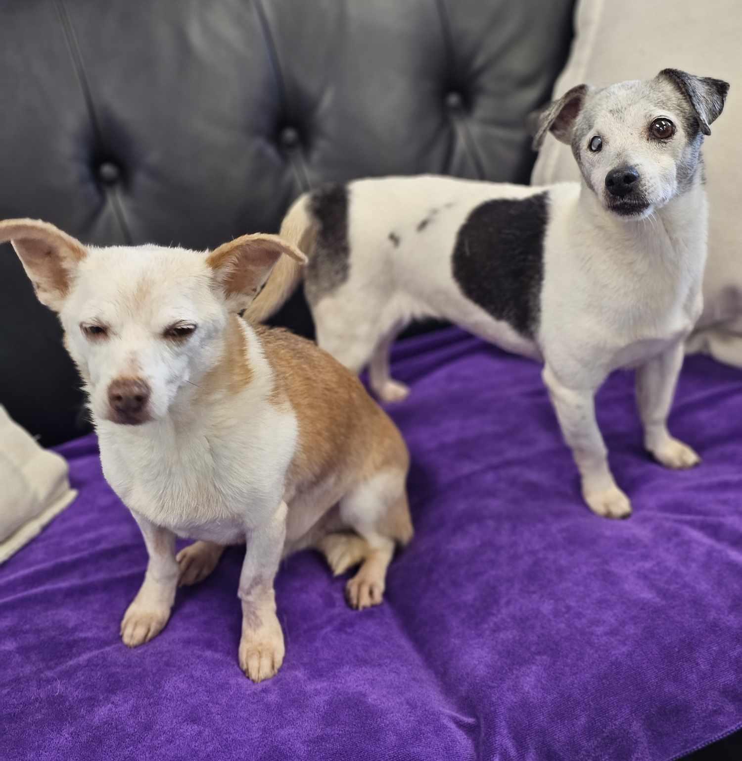 Enlarge Jack and Lexi, a Adoptable mixed breed in San Angelo , TX image 5/6