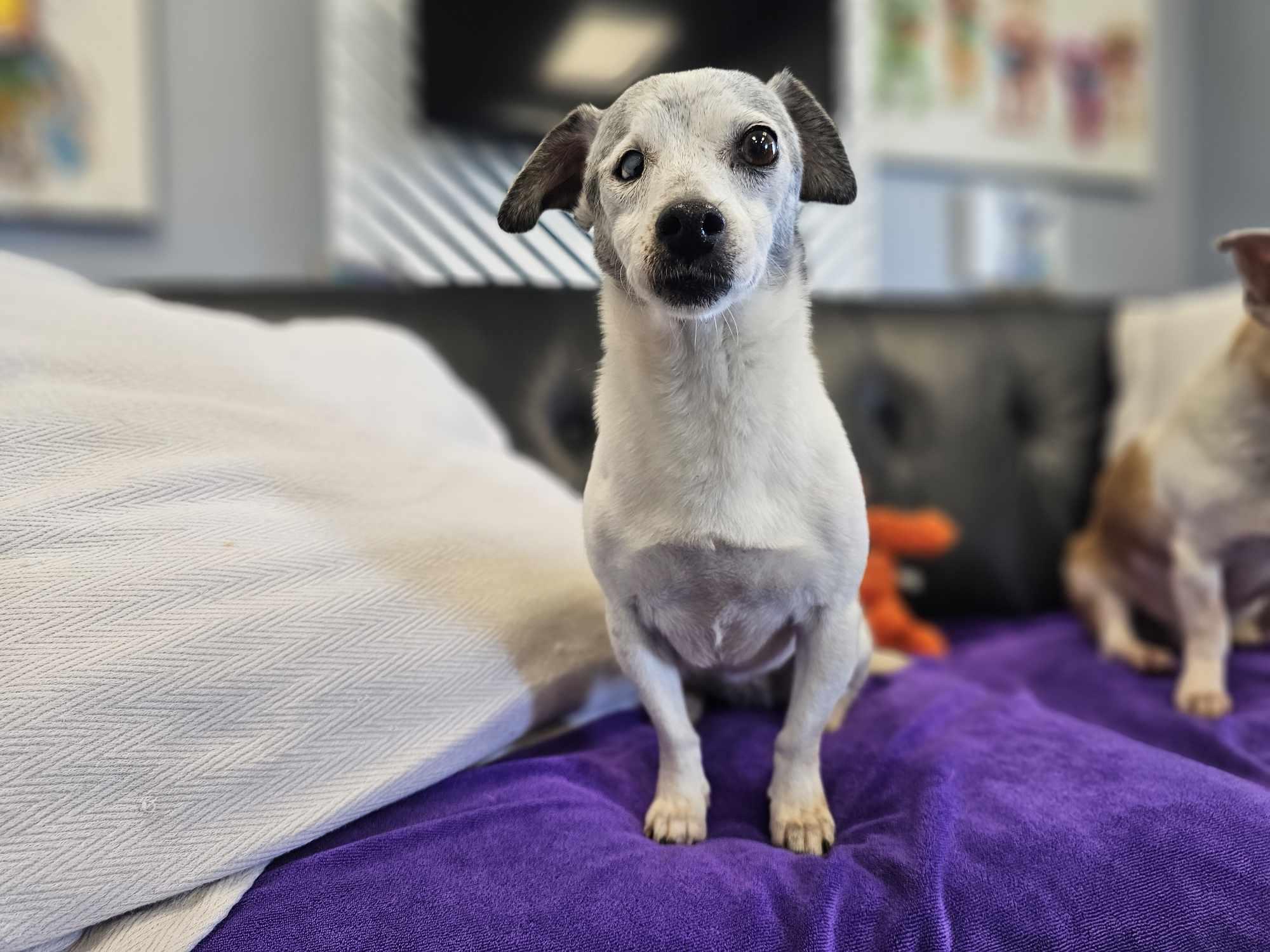 Enlarge Jack and Lexi, a Adoptable mixed breed in San Angelo , TX image 6/6