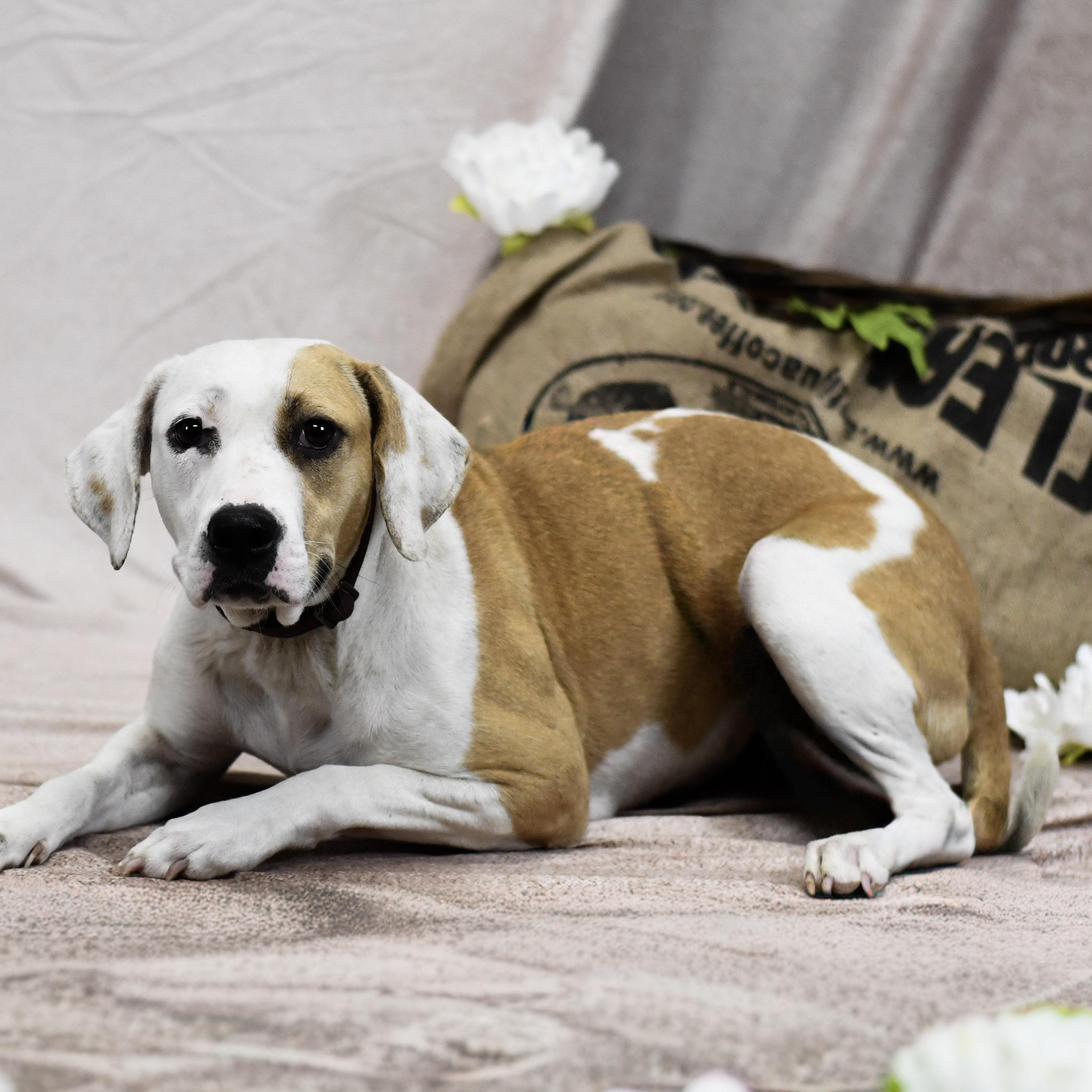 Jessica, ADOPTABLE, Adult Female Mixed Breed.