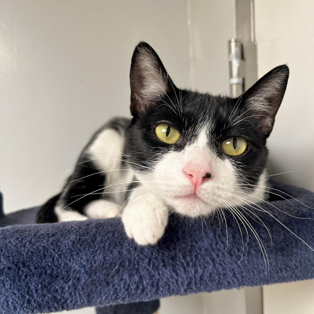 Enlarge Sheena, a Adoptable Domestic Short Hair in Hawthorne, CA image 1/6