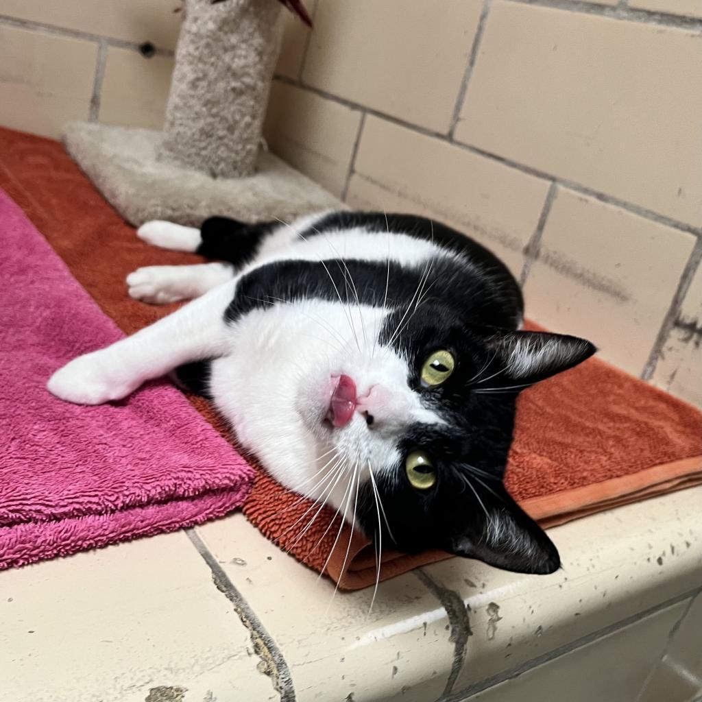 Enlarge Sheena, a Adoptable Domestic Short Hair in Hawthorne, CA image 2/6