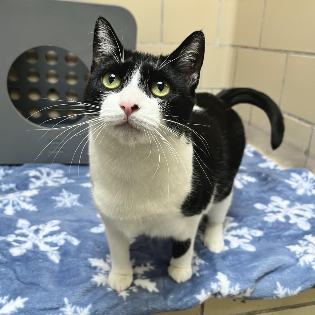 Enlarge Sheena, a Adoptable Domestic Short Hair in Hawthorne, CA image 3/6