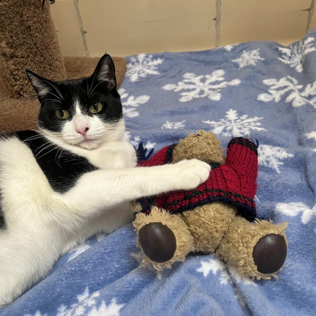 Enlarge Sheena, a Adoptable Domestic Short Hair in Hawthorne, CA image 4/6