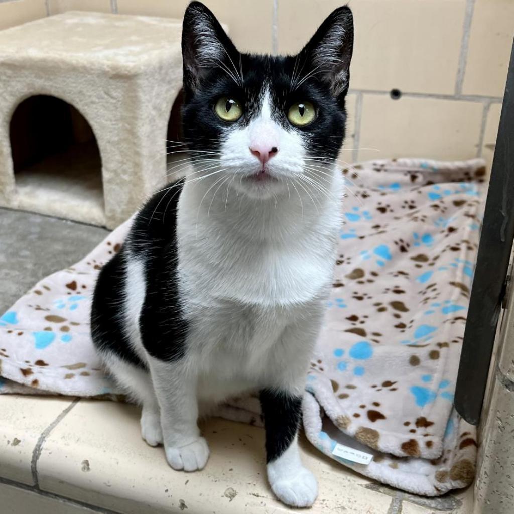 Enlarge Sheena, a Adoptable Domestic Short Hair in Hawthorne, CA image 5/6