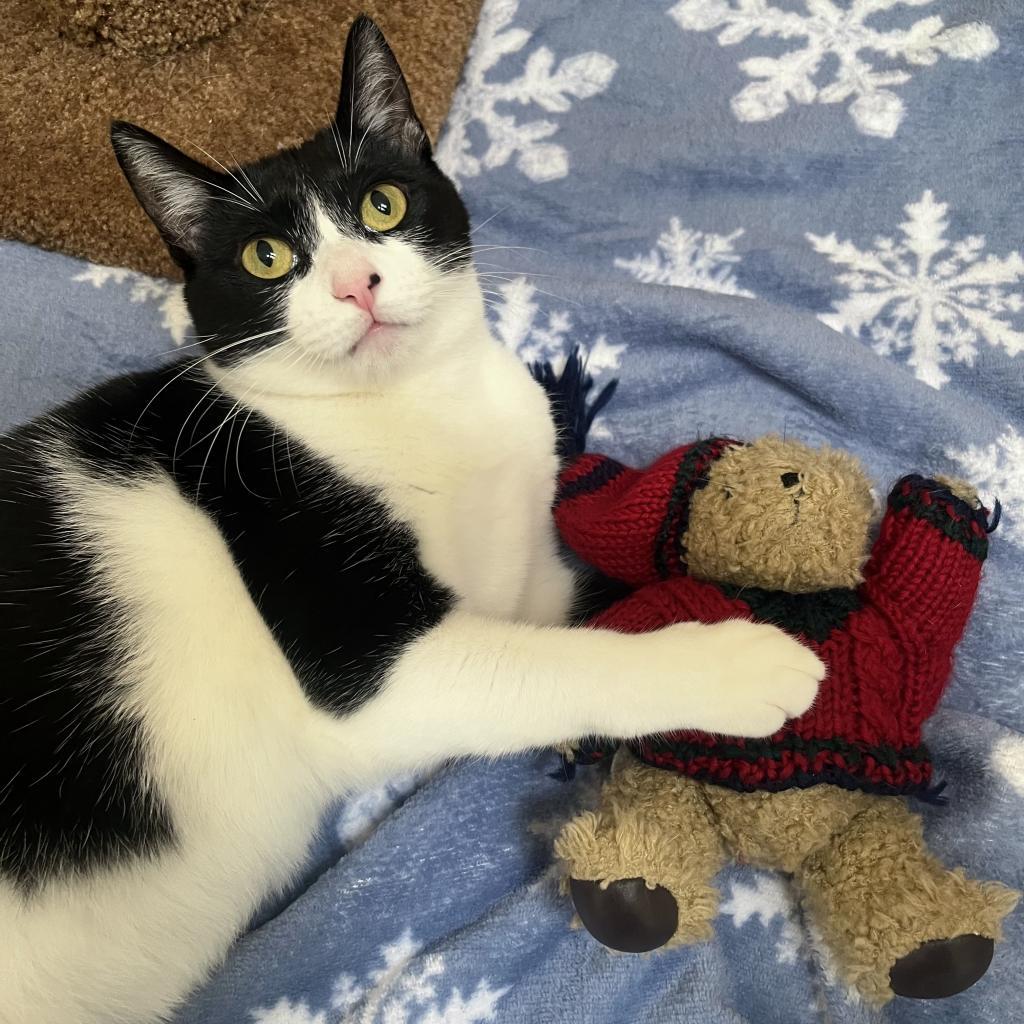 Enlarge Sheena, a Adoptable Domestic Short Hair in Hawthorne, CA image 6/6