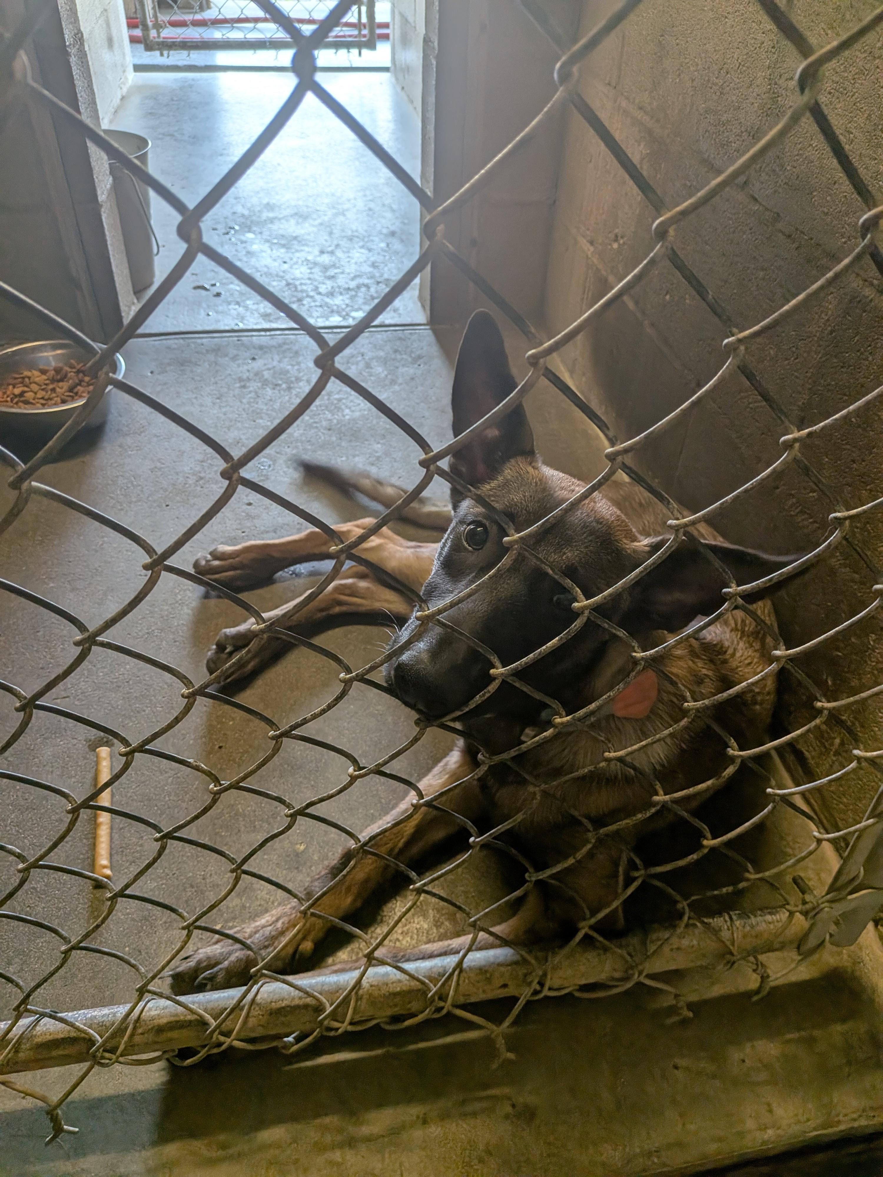 Boba, ADOPTABLE, Puppy Female Belgian Shepherd / Malinois.