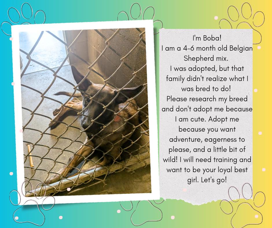 Enlarge Boba, an adopted mixed breed in Hermiston, OR image 4/4