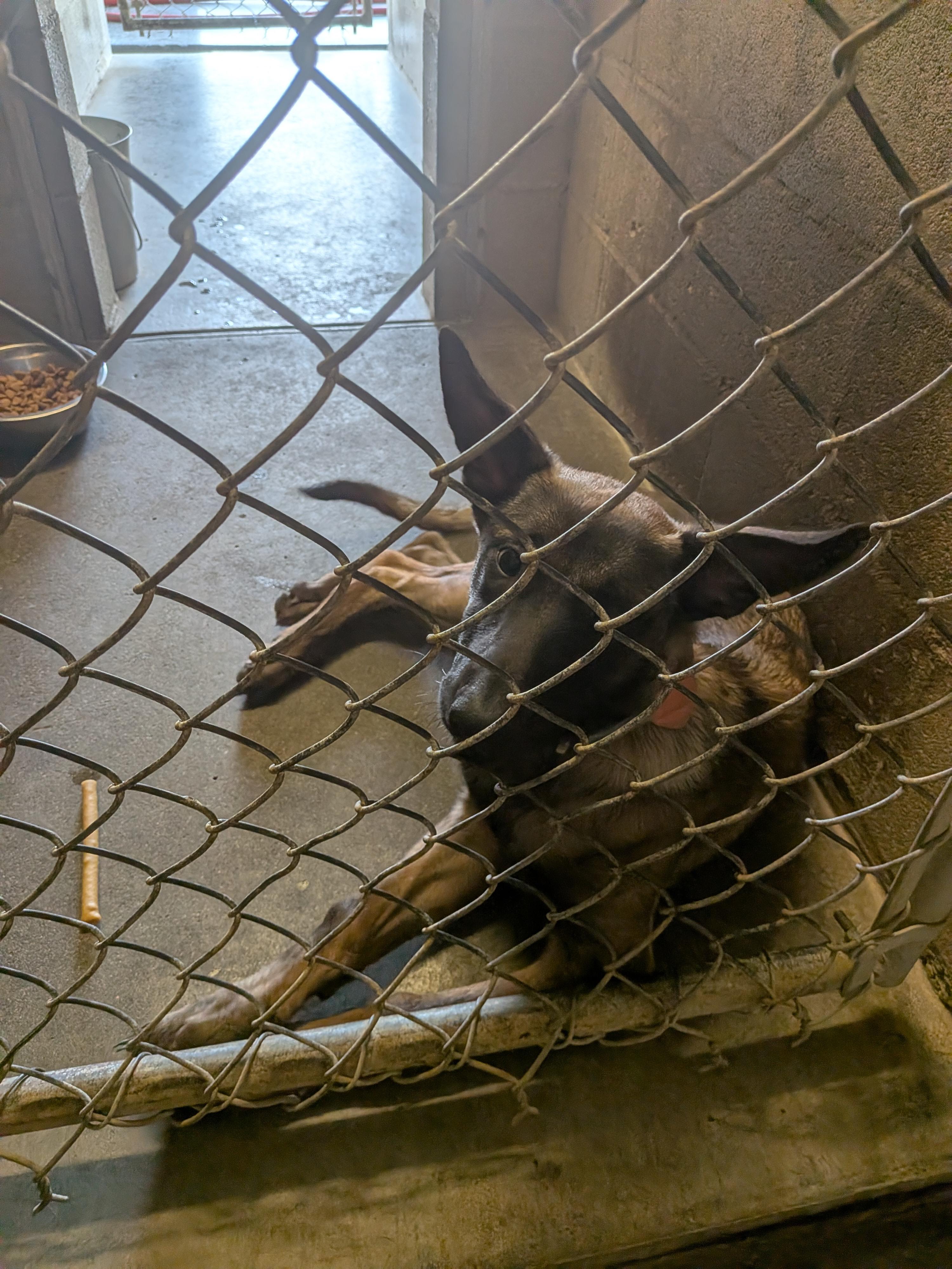 Boba, a ADOPTABLE mixed breed in Hermiston, OR image 2/3