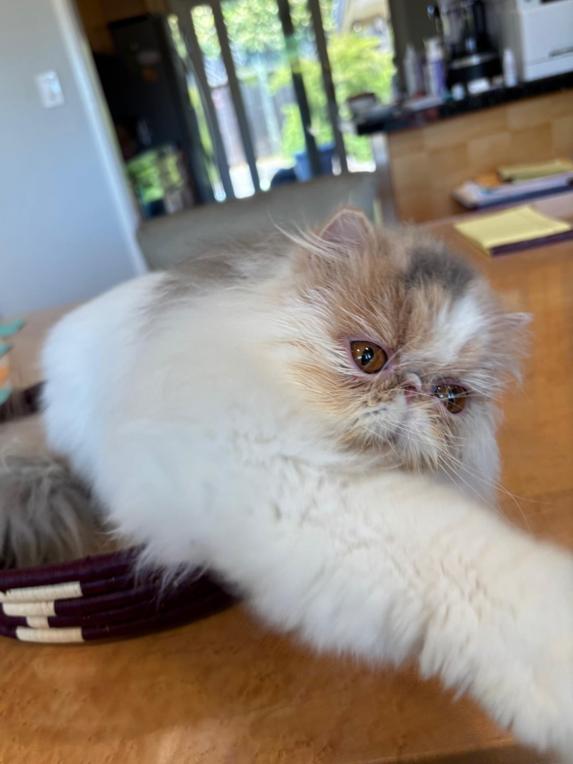 Aubergine, a Adopted Persian in San Francisco, CA image 4/4