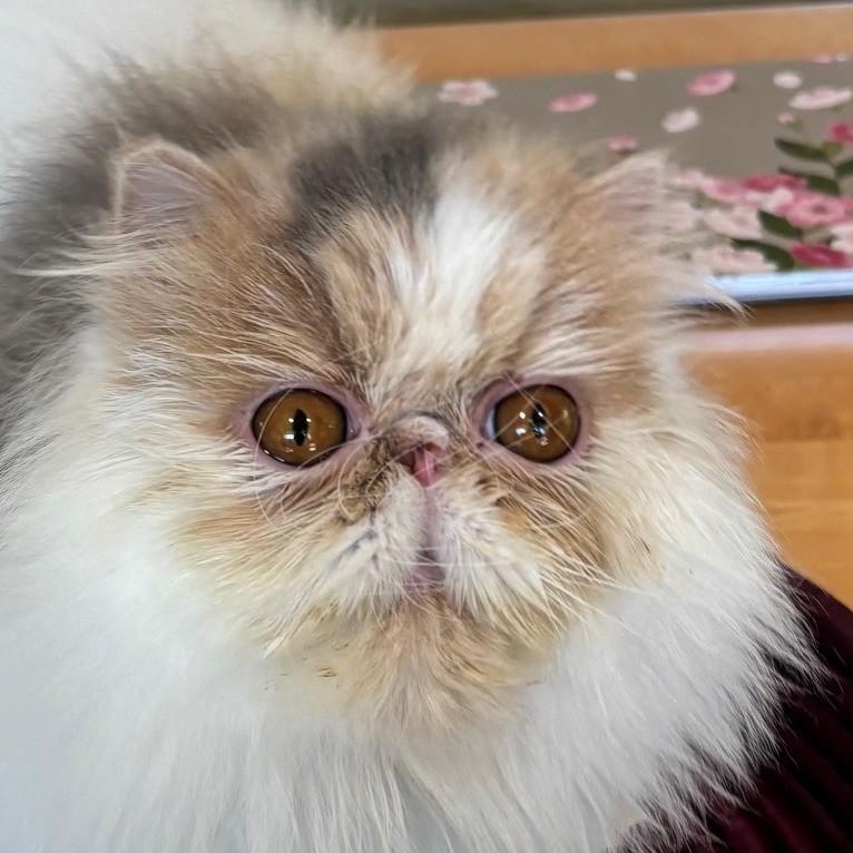 Aubergine, Adopted, Young Female Persian.