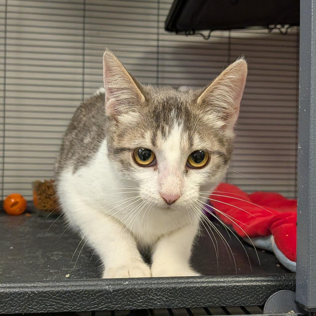 Enlarge Tortilla, a Adoptable Domestic Short Hair in Hannibal, MO image 1/1