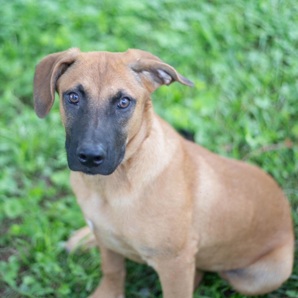 Bubba, Adoptable, Young Male Shepherd & Retriever.