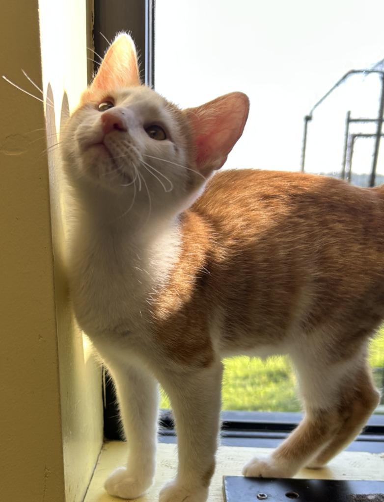 Enlarge Coral, a Adoptable mixed breed in Blountville, TN image 1/5