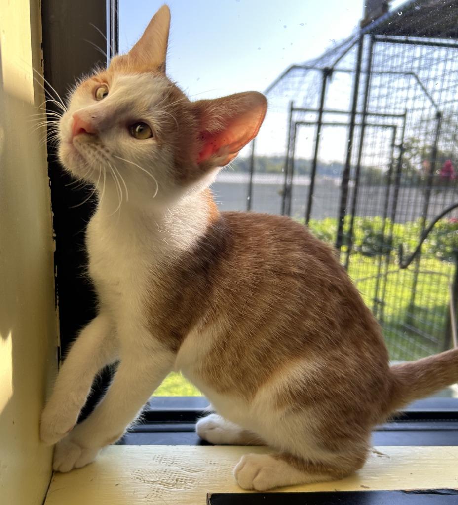 Enlarge Coral, a Adoptable mixed breed in Blountville, TN image 2/5
